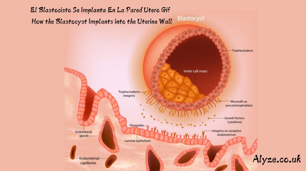 El Blastocisto Se Implanta En La Pared Utero Gif