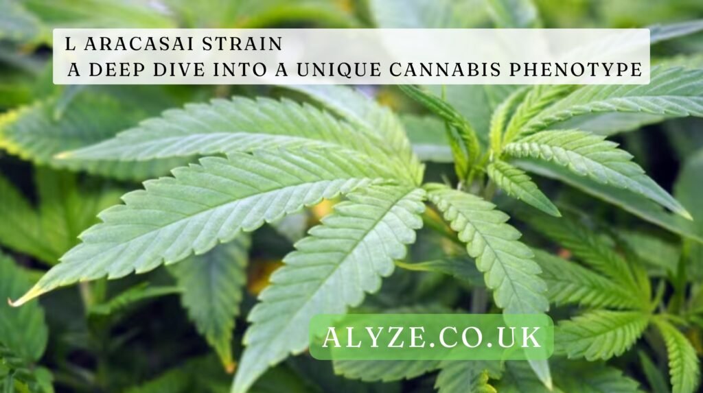 L Aracasai Strain