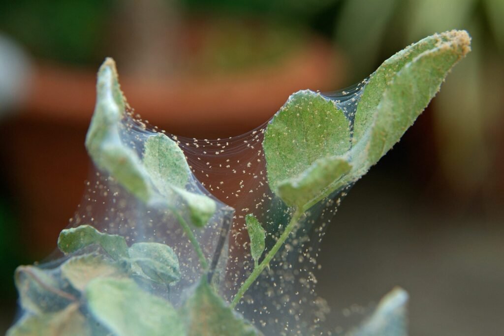 How to Identify and Eliminate Spider Mites on Roses: How-To Information 